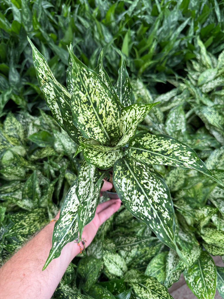 aglaonema white dalmatian care Aglaonema 'White Dalmatian' – Végétal Design Qc