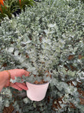 Eucalyptus Pulverulenta 'Baby Blue' (en pot)