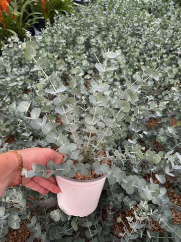 Eucalyptus Pulverulenta 'Baby Blue' (en pot)
