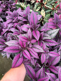 Strobilanthes Dyerianus | Persian Shield