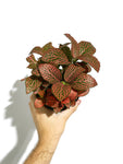 Fittonia Gigantea | Large-leaved mosaic plant