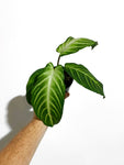Caladium Lindenii | Xanthosoma Lindenii 'Magnificum'