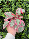 Episcia 'Pink Brocade'