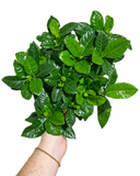 Gardenia bush | Gardenia's bush | Gardenia Jasminoides