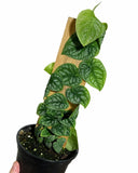 Monstera Dubia on wood