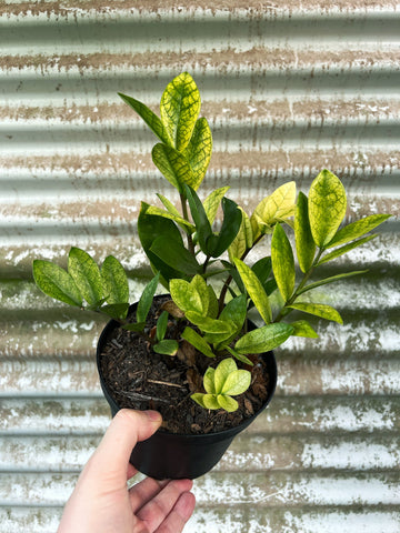 Zamioculcas Zamiifolia 'Chameleon' | Plante ZZ