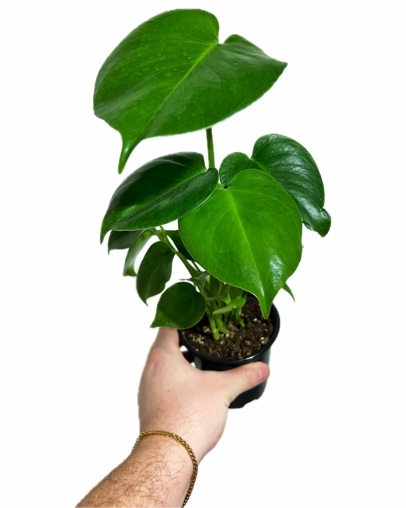 la planta monstera Monstera 'Deliciosa' – Végétal Design Qc