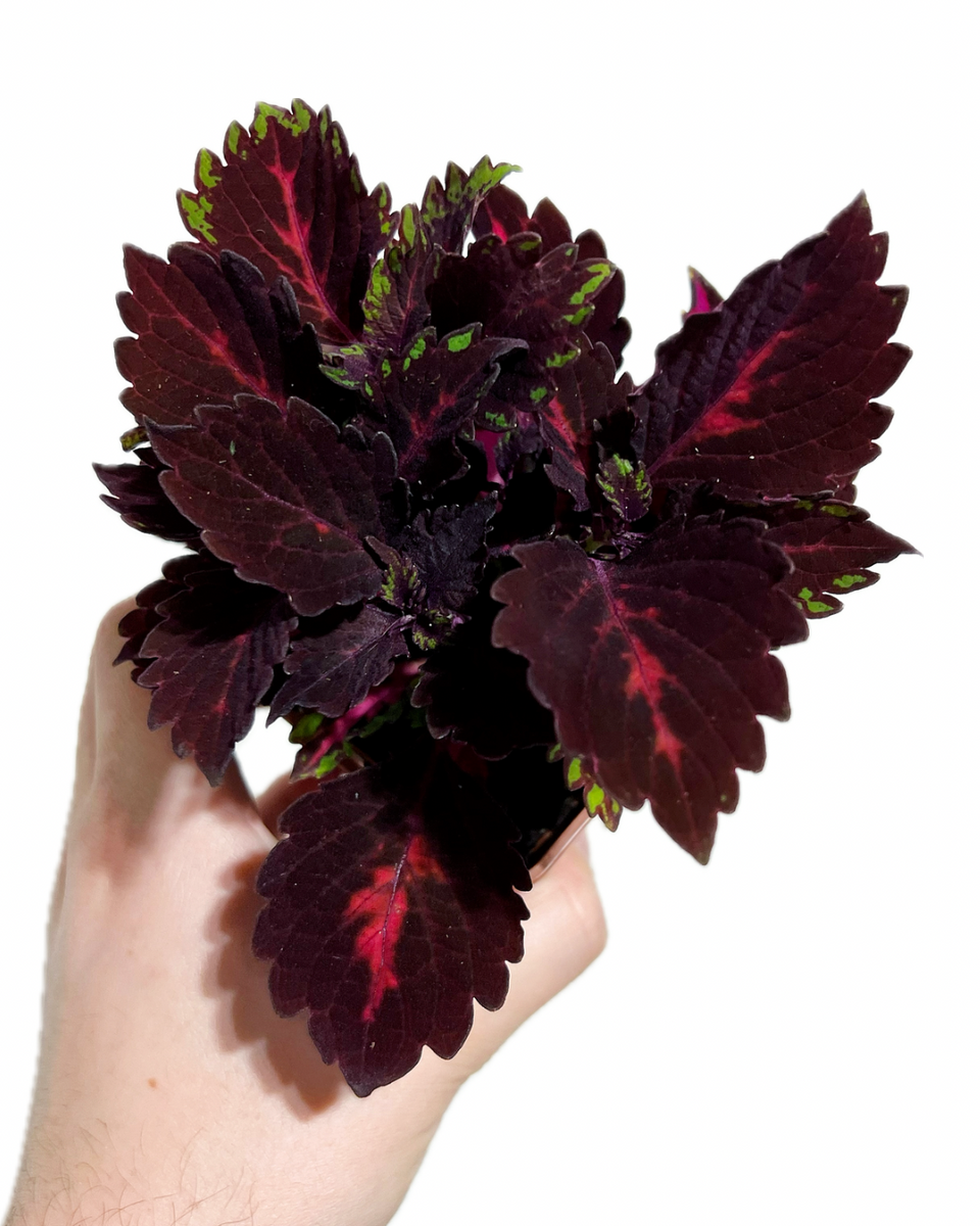 Coleus 'Stained Glasswork Royalty' – Végétal Design Qc