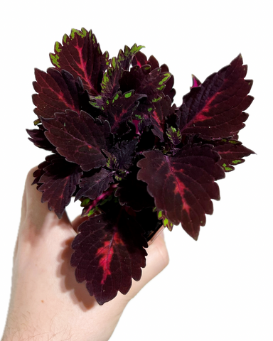 Coleus 'Stained Glasswork Royalty'