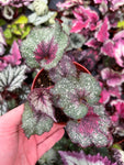 Begonia Rex 'Purple Spec'