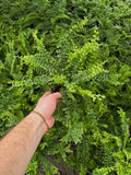 Nephrolepis Cordifolia 'Dennis Petticoats'
