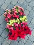 Red Poinsettia | Euphorbia pulcherrima