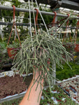 Rhipsalis Pilocarpa | Cactus-gui