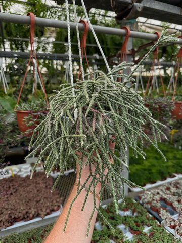 Rhipsalis Pilocarpa | Cactus-mistletoe