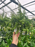 Aeschynanthus Radicans 'Curly Rasta'