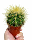 Echinocactus Grusonii 'Golden Barrel'