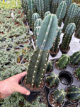 Cereus Jamacaru | Cuddly Cactus