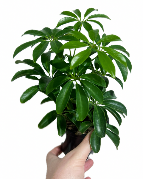 arbre-parapluie schefflera arboricola Schefflera Arboricola – Végétal Design Qc
