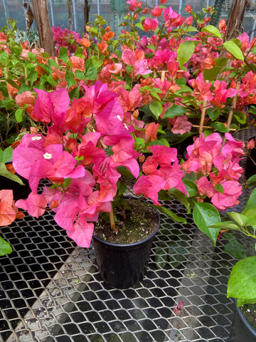 Bougainvillier 'Rose'