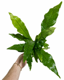 Asplenium Crocodylus | Crocodile Fern 