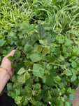 Cissus Rhombifolia