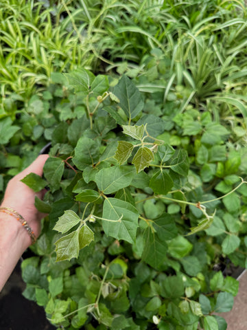 Cissus Rhombifolia