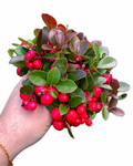 Gaultheria Procumbens 'Checkerberry'