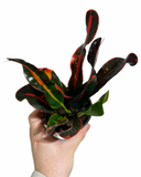 Croton 'Mammy'