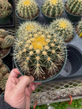 Echinocactus Grusonii 'Golden Barrel'