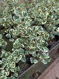 Ficus Triangularis Variegata