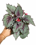 Begonia Rex 'Dragon Fruit'