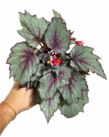 Begonia Rex 'Dragon Fruit'