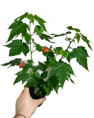 Abutilon 'Orange' | House maple