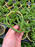 Crassula Muscosa | Crassula lycopodioides