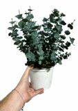 Eucalyptus Pulverulenta ‘Baby Blue’ (en pot)