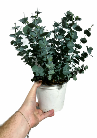 Eucalyptus Pulverulenta 'Baby Blue' (potted)