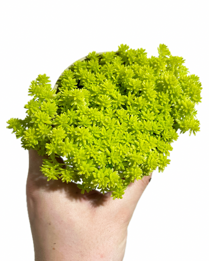 tokyo sun succulent Sedum Japonicum 'Tokyo Sun' – Végétal Design Qc