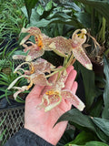 Stanhopea Oculata | Upside-Down Orchid