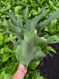 Platycerium Angolense | Platycerium Elephantotis