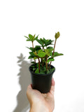 Peperomia Angulata