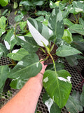 Philodendron 'White Princess'