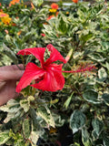 Hibiscus rosa-sinensis ‘Variegata'
