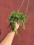 Peperomia Prostata | Chaîne de tortues | String of Turtles