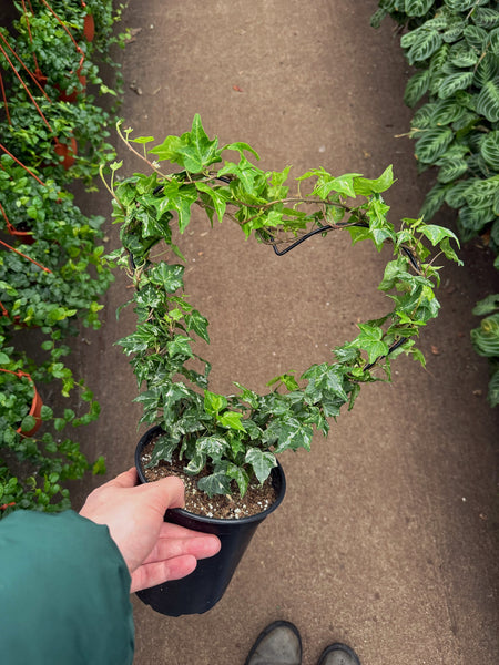 Hedera Helix 'Eva' with heart-shaped support