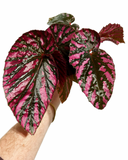 Begonia Rex 'Brevirimosa' | Begonia