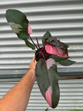 Pink Princess Philodendron