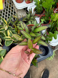 Hoya Rosita