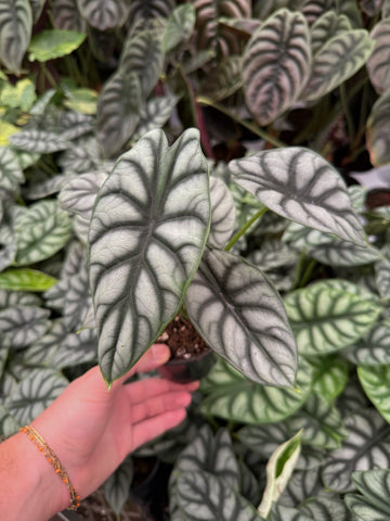 Alocasia Baginda 'Silver Dragon'