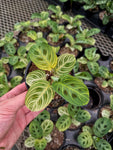 Maranta Leuconeura 'Gold Lines'