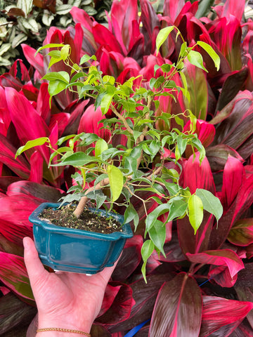 Ficus Benjamina Bonsaï